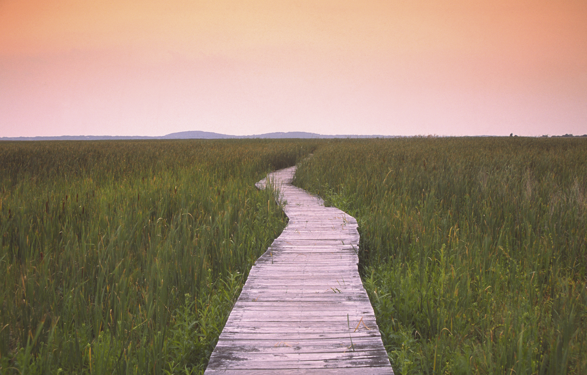 Swamp Trail